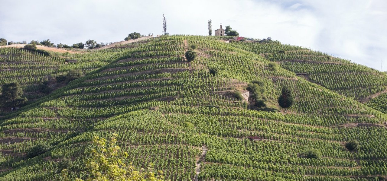 Rhône Valley wine tour - Wine Paths