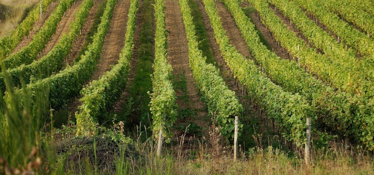 Loire Vineyards - Wine Paths