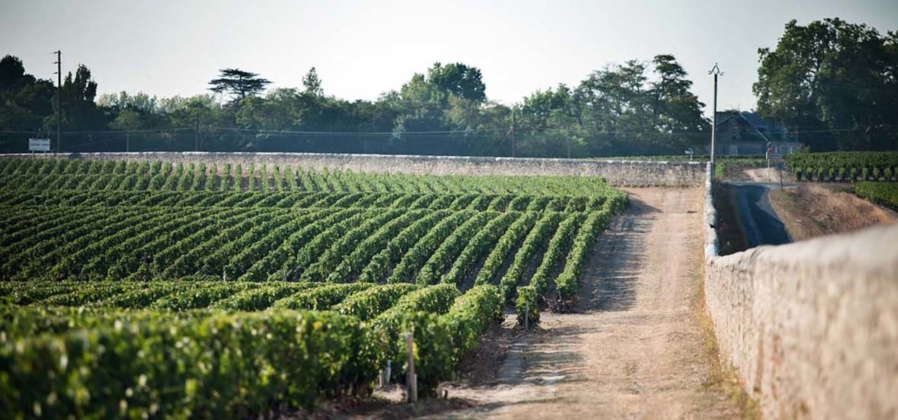 Vineyard Chateau d'Issan