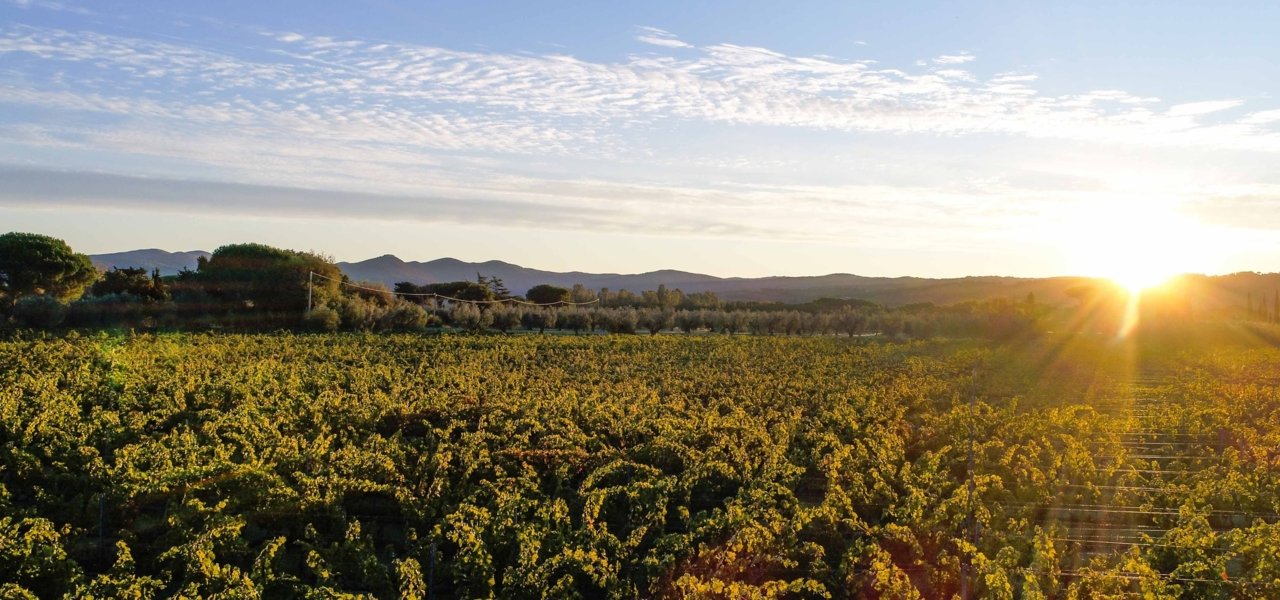 CAMPO ALLE COMETE VINEYARD VIEW - Wine Paths