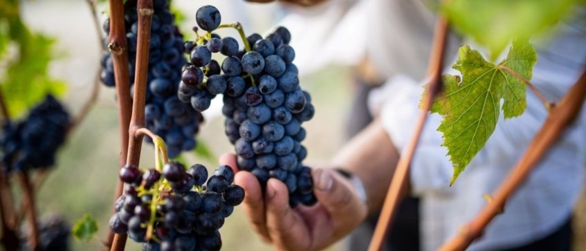 Harvest time in Trentino Alto-Adige