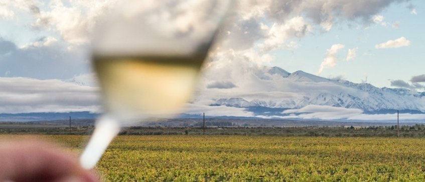 Andes mountains and wine