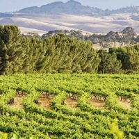 Local wine travel expert in Australia