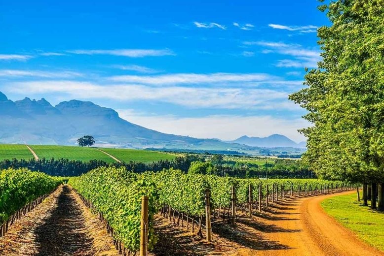 best wine tours in south africa - wine Paths